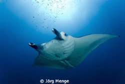 Malediven 
Dive place "Donkalo Thila" Very nice place to... by Jörg Menge 